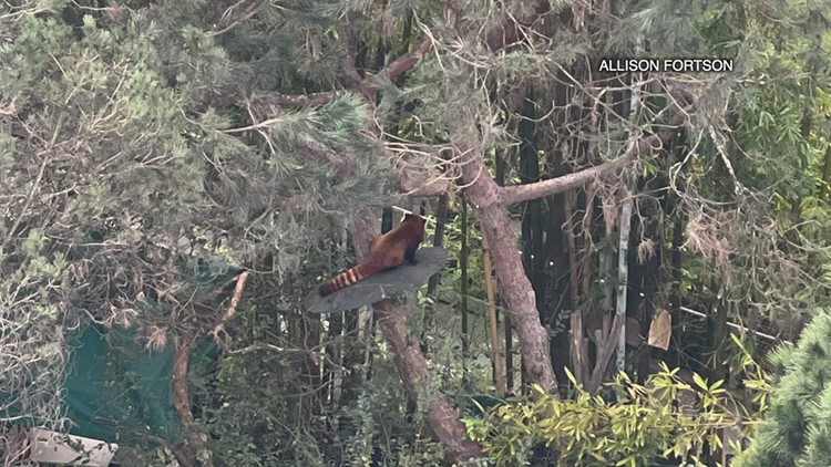 Red Panda climbs tree, escapes from San Diego Zoo habitat; captured hours later