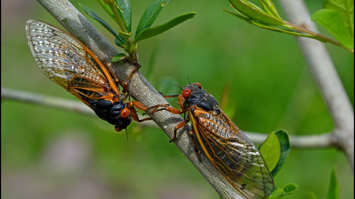 Rare cicada emergence happening in 2024