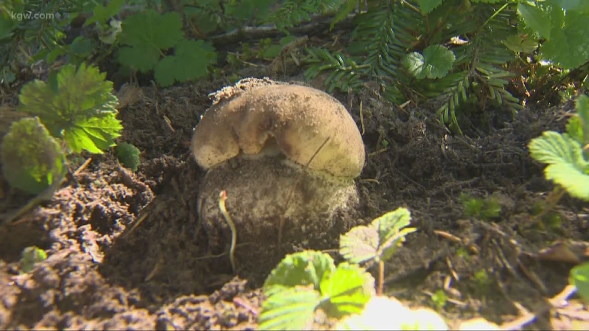Summer is still packing a punch this week, but don’t tell the wild mushrooms that. The fall season has already started here in Oregon. It’s so early, a mushroom festival had to be moved up a whole week. On Sunday, KGW’s Brittany Falkers tagged along with a mushroom foraging expert, on the hunt for Porchini mushrooms.