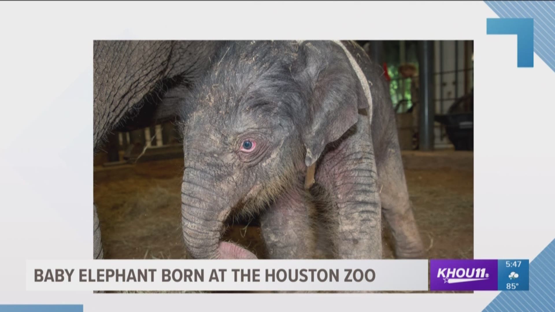 A baby elephant was born at the Houston Zoo Sunday morning.