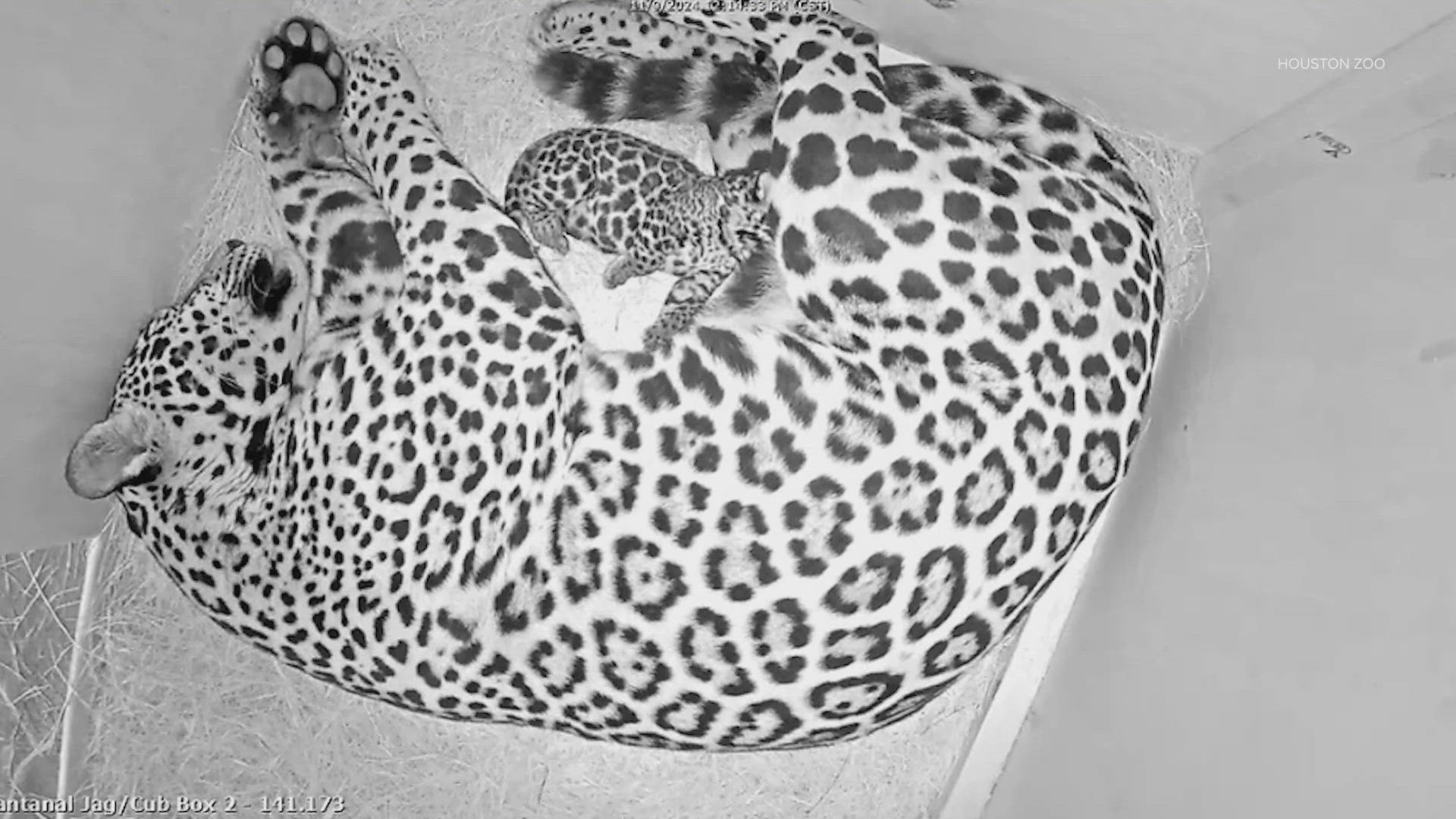 Vina the jaguar welcomed a baby boy into the world last week.