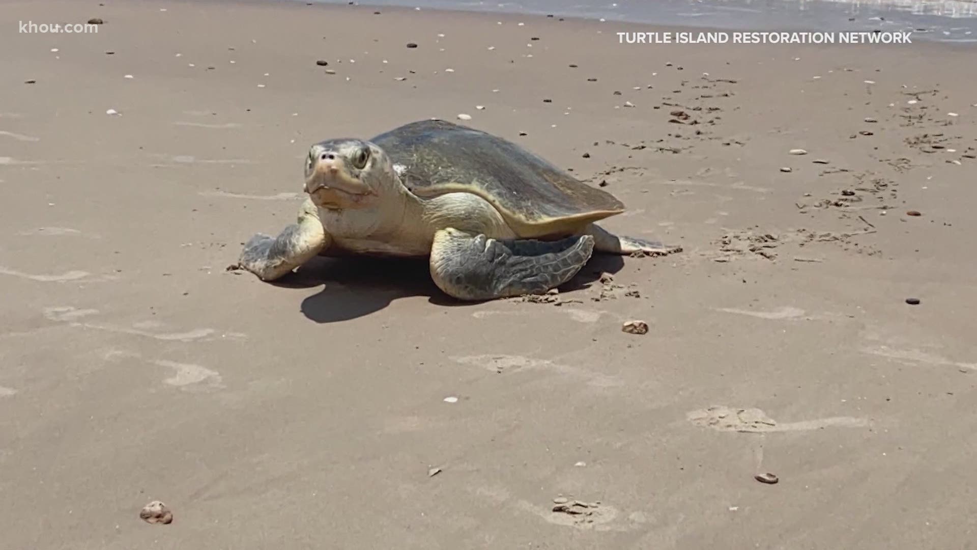 What to do if you see a sea turtle on beach