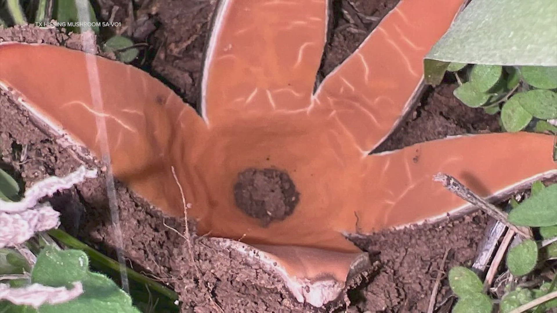 Texas Parks and Wildlife said that when the mushroom expands, it makes a hissing noise and releases a cloud of spores.