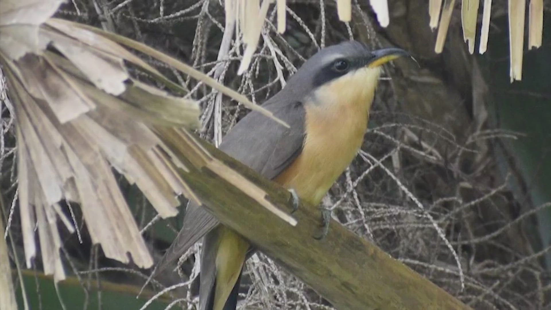 The bird was spotted by a birder from Fort Worth who was competing in the Texas Birding Classic.