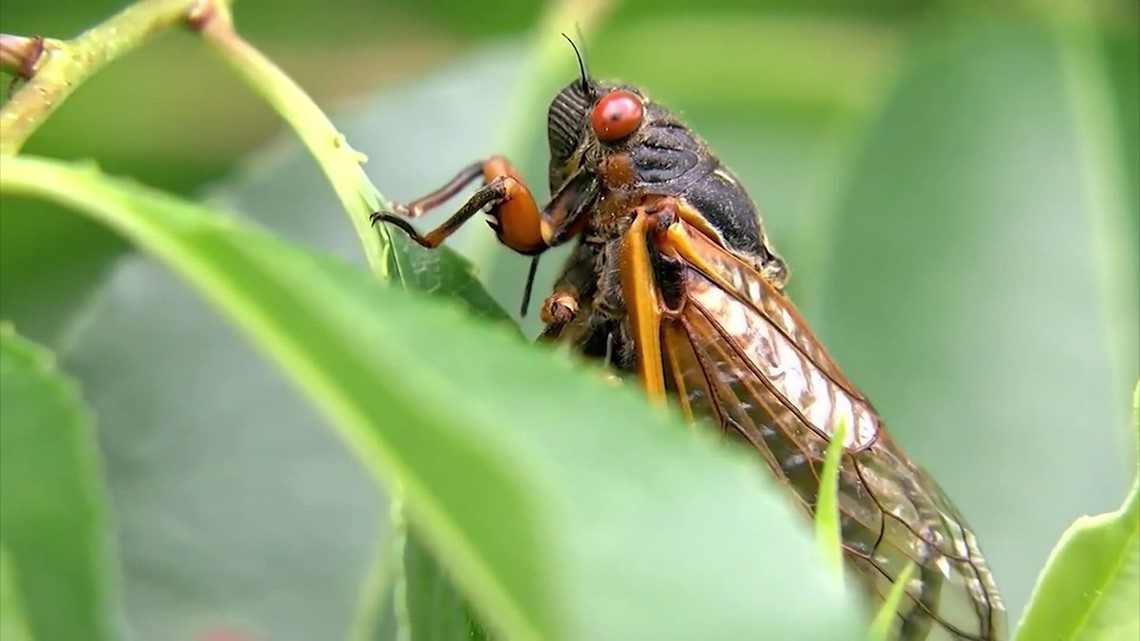 hyper-sexual-zombie-cicadas-expected-to-emerge-this-spring-kvue