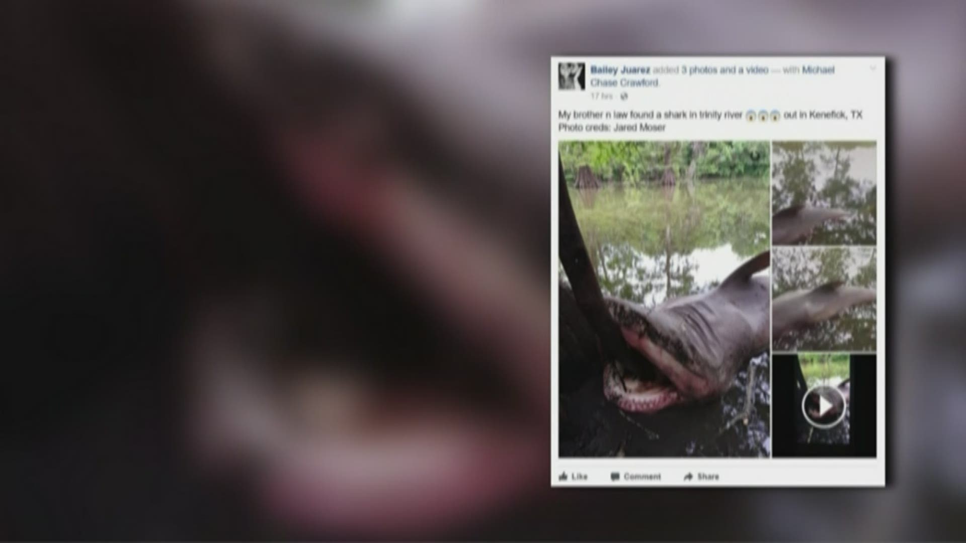 A bull shark found in the Trinity River was dumped there, according to a Texas game warden. Photos of the bull shark got a lot of people taking, but can bull sharks swim inland?