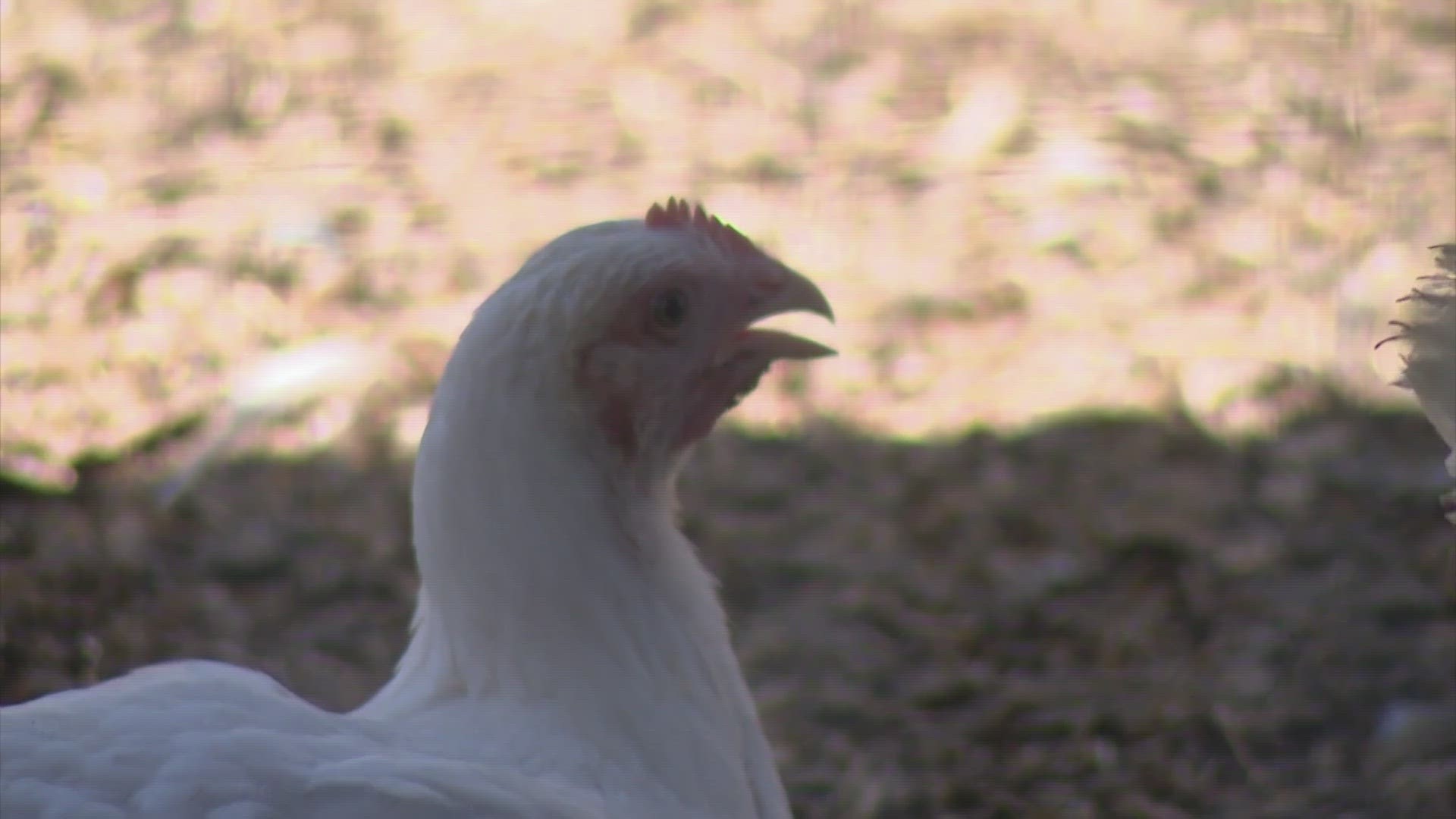 Here are some tips to help your chickens beat the summer heat.