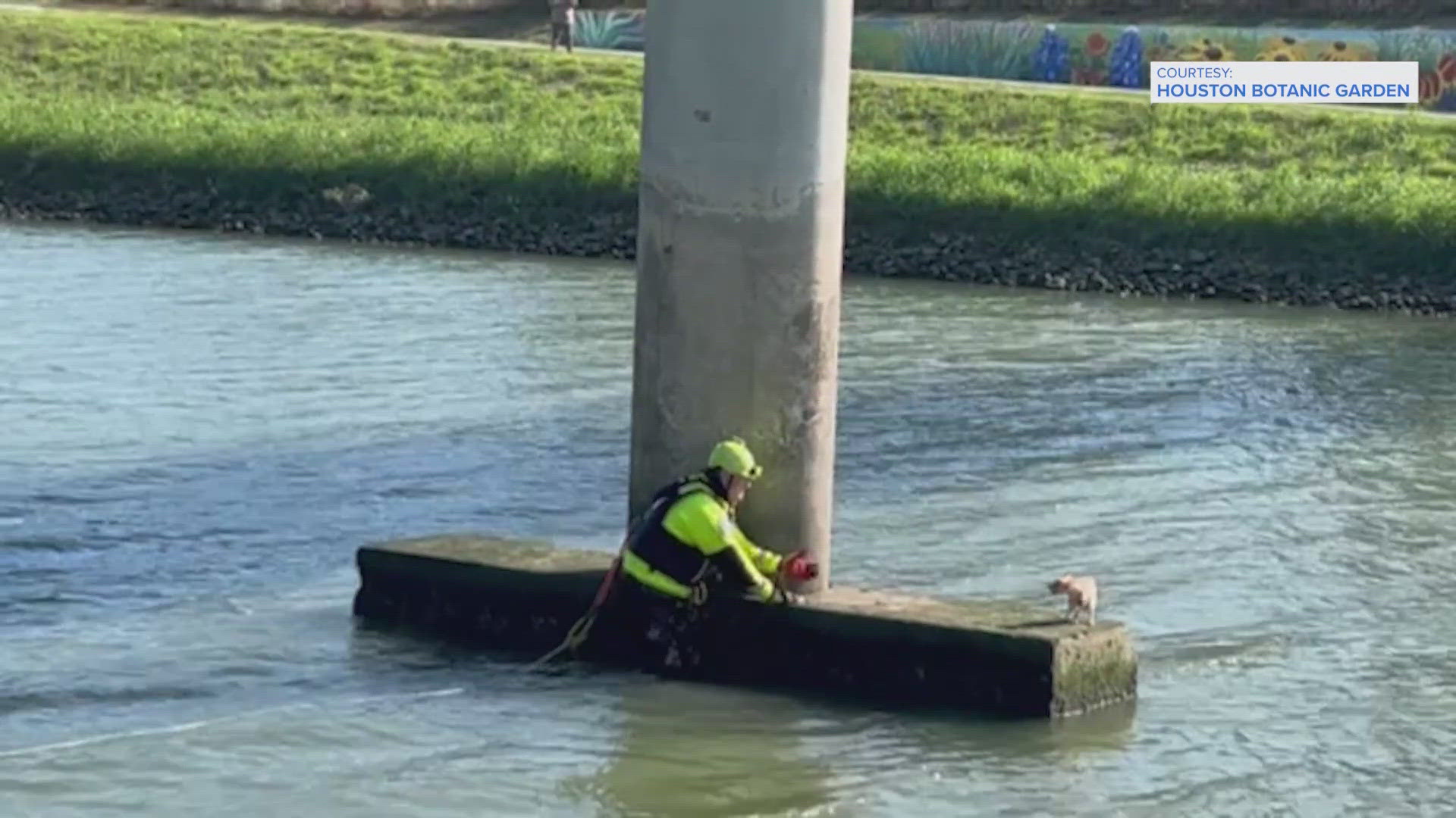 A Houston firefighter rescued a stranded chihuahua and the rescue went viral.