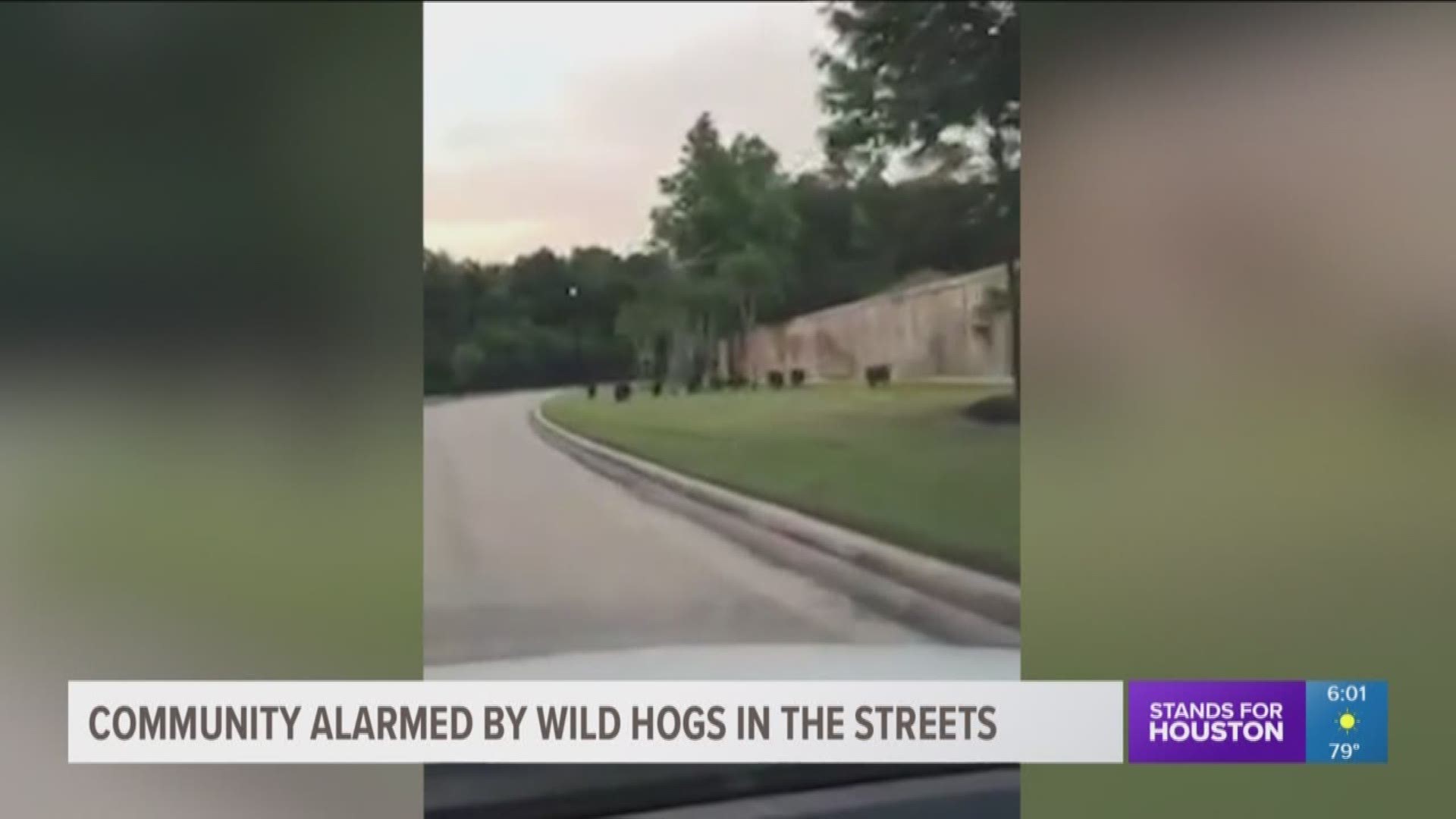 A video of wild hogs running in a Spring neighborhood was captured on video and posted to Facebook. Residents are concerned for their children and pets. 