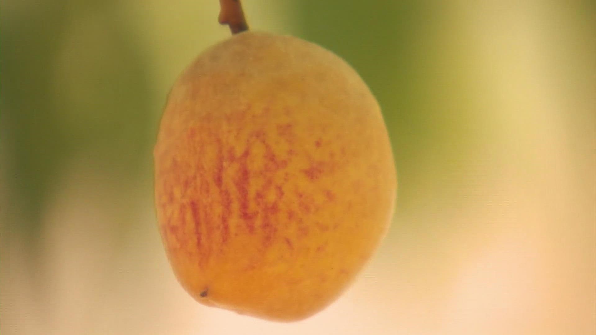 The Texas harvest was delayed three weeks this year because of a mild winter, and the drought the state has faced this summer has led to fewer peaches.