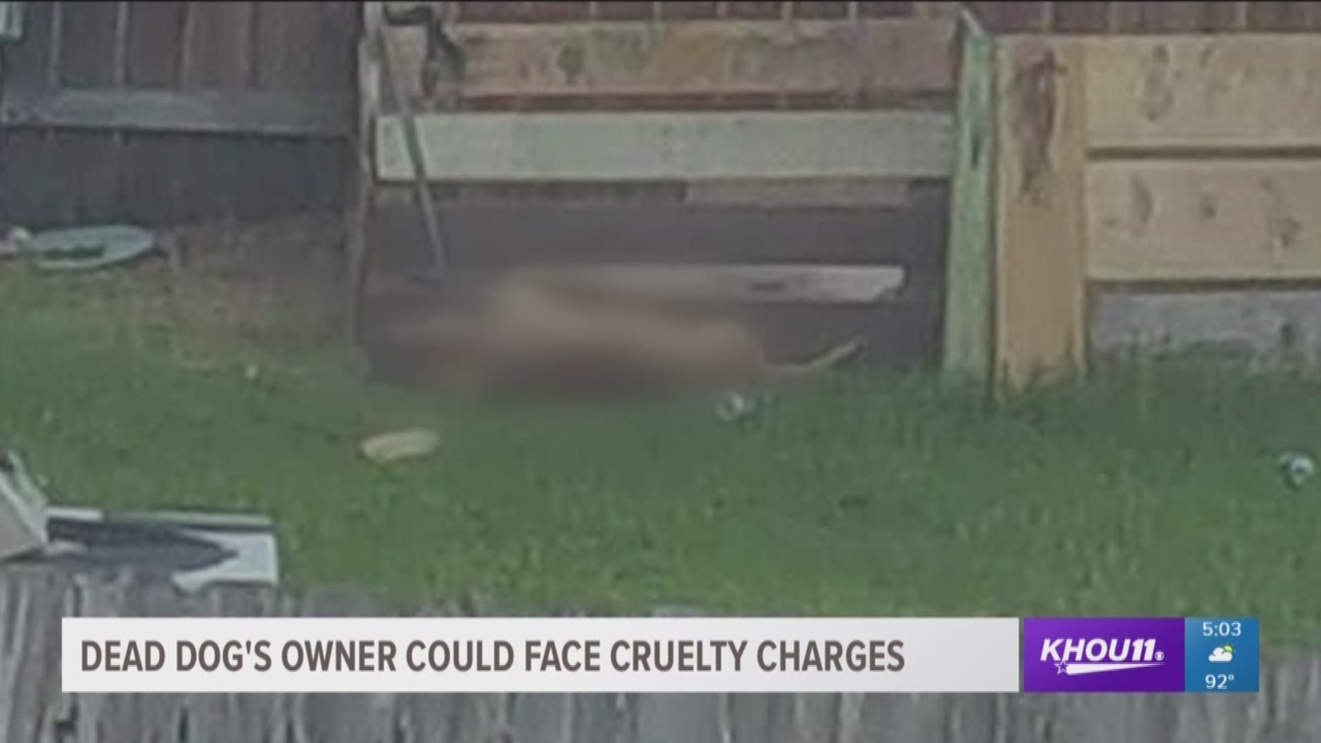 The owner of a dog found dead in the backyard of a home could face animal cruelty charges.