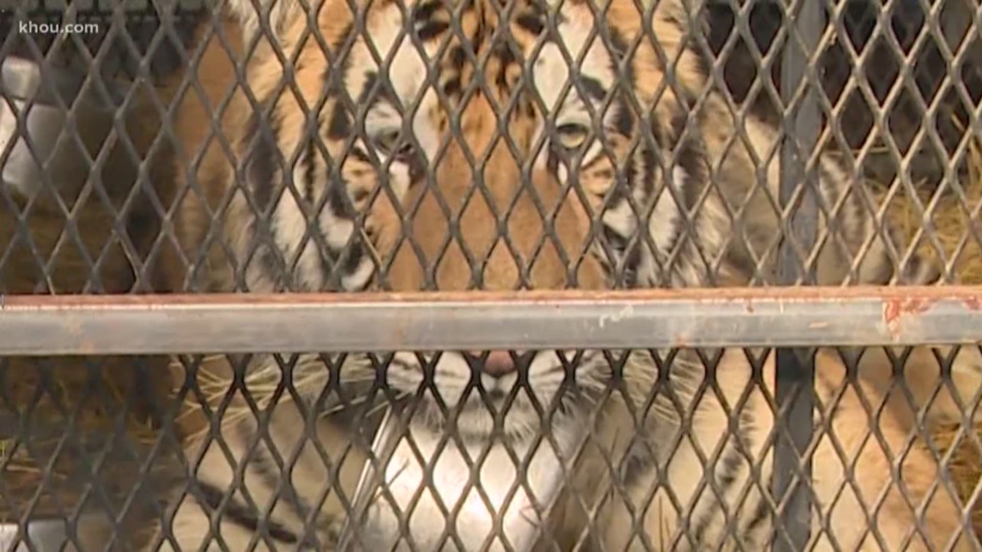 A large tiger found in abandoned southeast Houston house is on its way to a new home Tuesday morning.