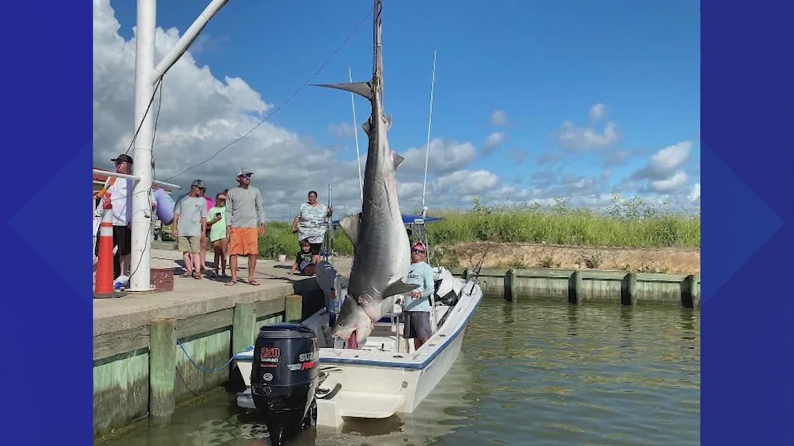 Texas City fisherman reels in 12-foot, 1,000-pound tiger shark - Vimarsana News