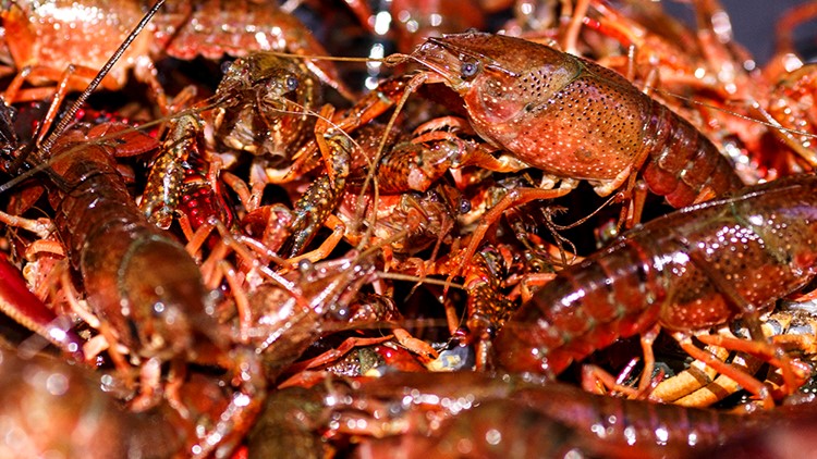 Invasive crayfish found in Brownsville area