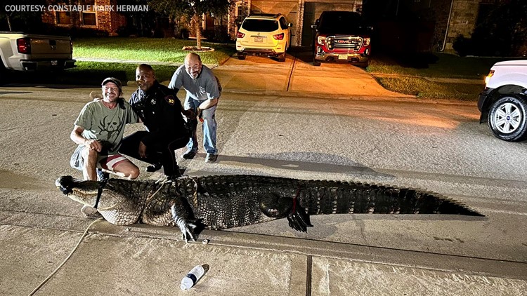 Massive alligator captured in Atascocita neighborhood, constable says