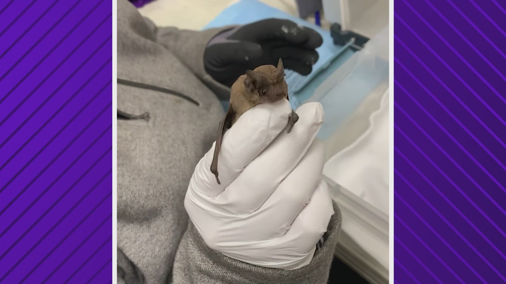 The tiny bats appeared lifeless when they were found by the Houston Humane Society's Bat Team, but they quickly perked up with a little TLC.