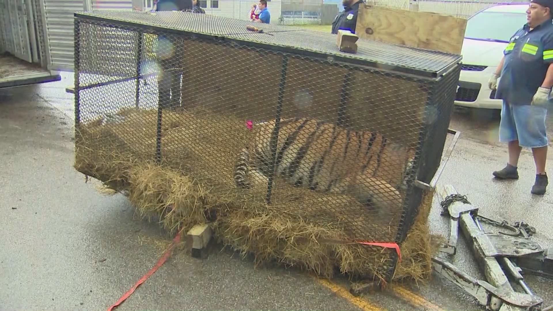 A tiger was found by neighbors Monday afternoon in a southeast Houston home.
