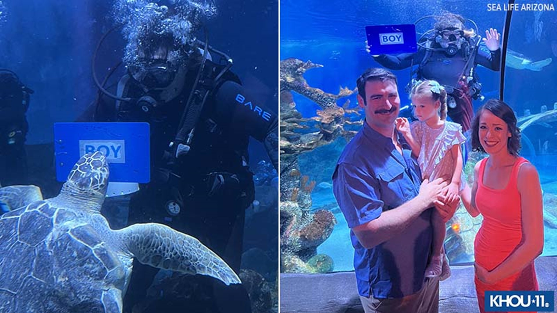 Ziva has been at the SEA LIFE Arizona aquarium since 2010 when she was struck by a boat, causing buoyancy issues.