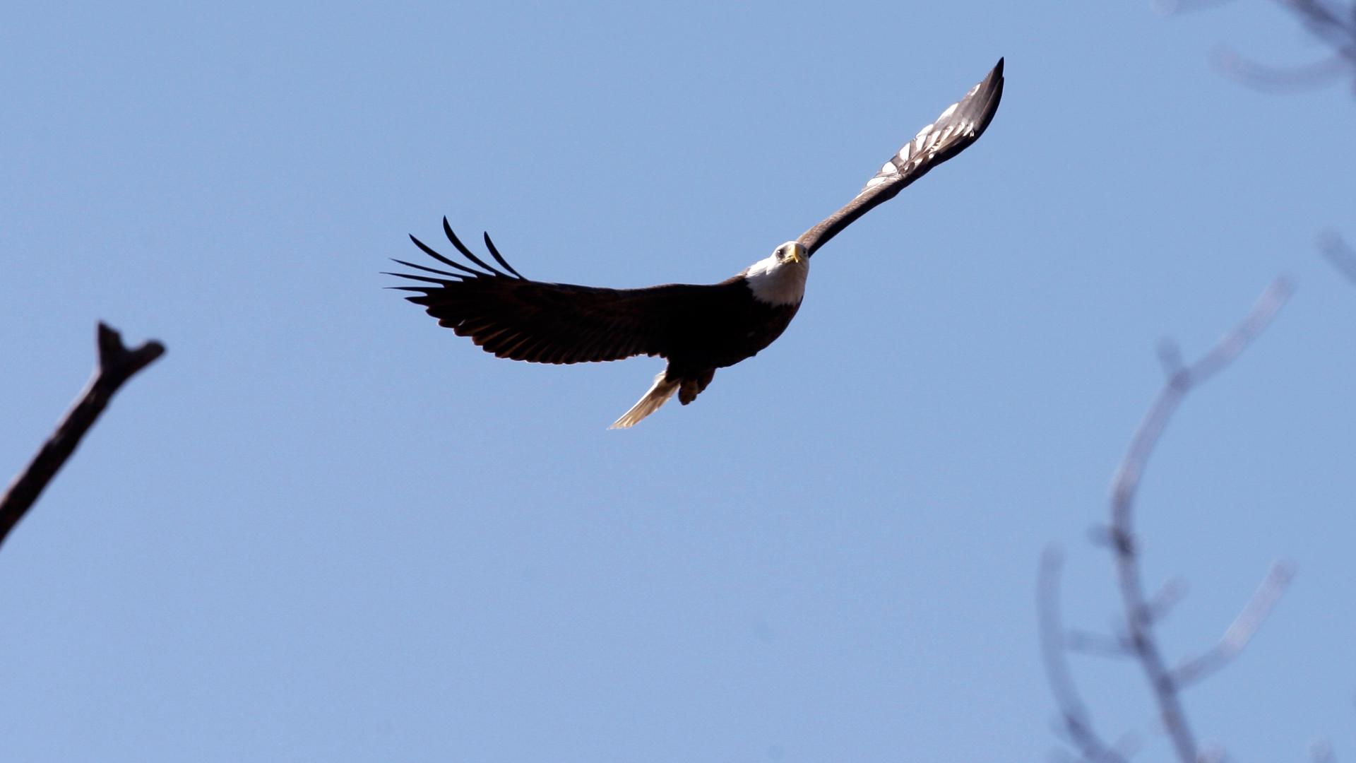 bald-eagle-dies-after-being-shot-in-montgomery-county-tpwd-says-kvue