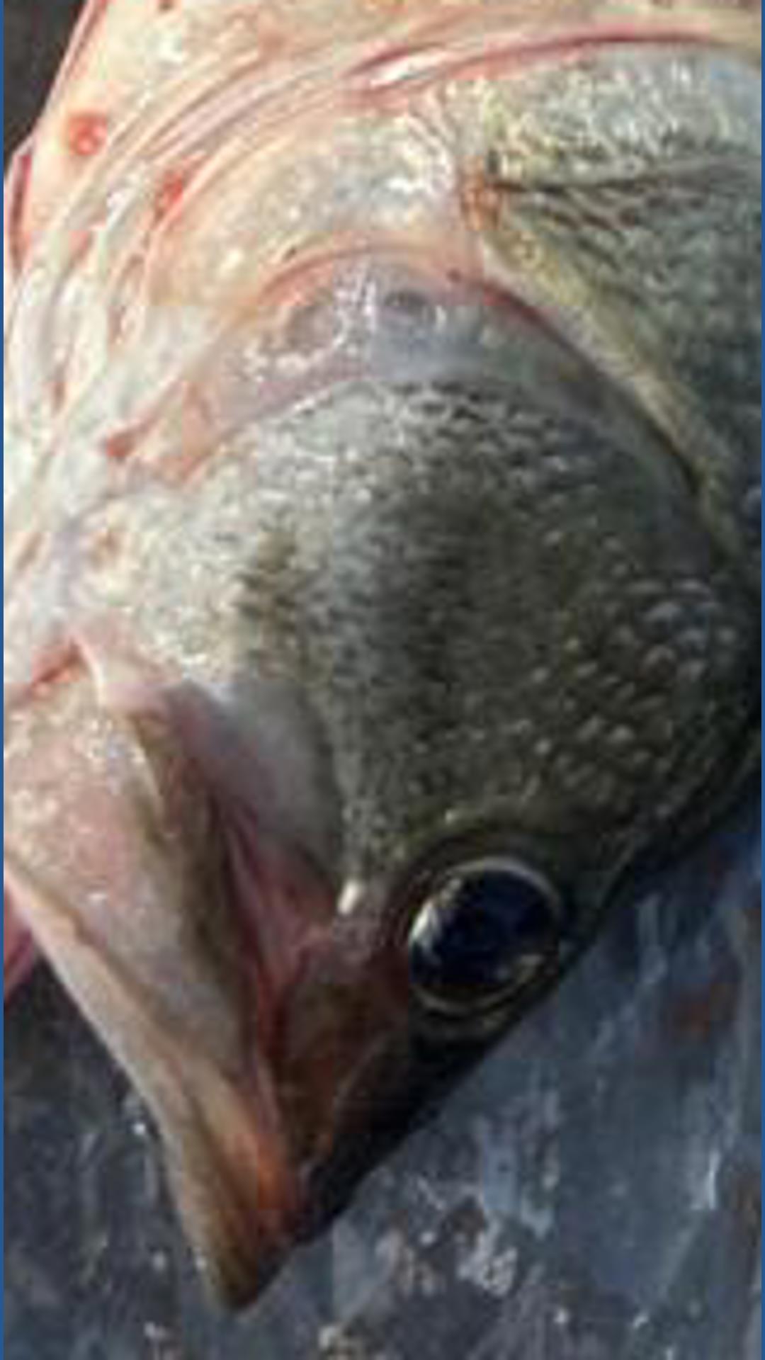Felony Fish Fishing tournament participant charged after what Texas Game Wardens ...