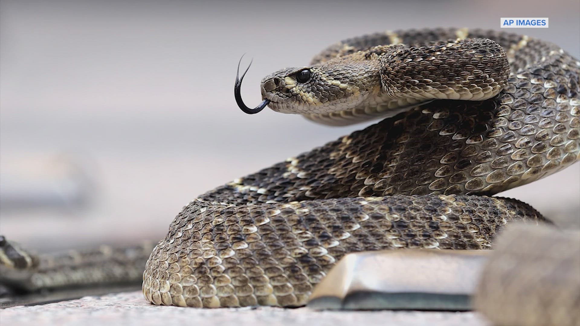 "Snakes like visiting the beach for the holidays too!" the park said in a social media post.