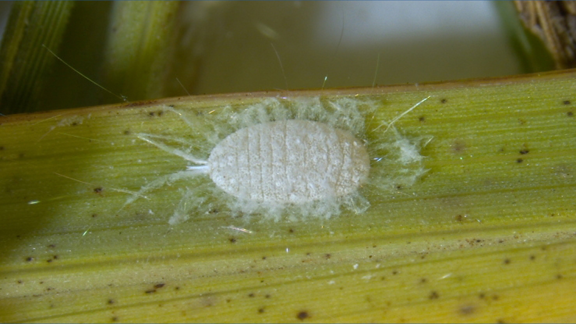 Texas Seed Insect Texas issues urgent alert as a newly detected pest spreads across more ...