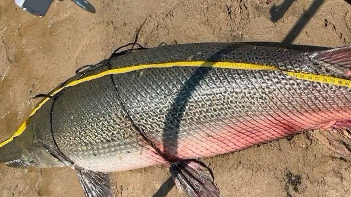 Man reels in world-record Alligator Gar on East Texas lake - Vimarsana News