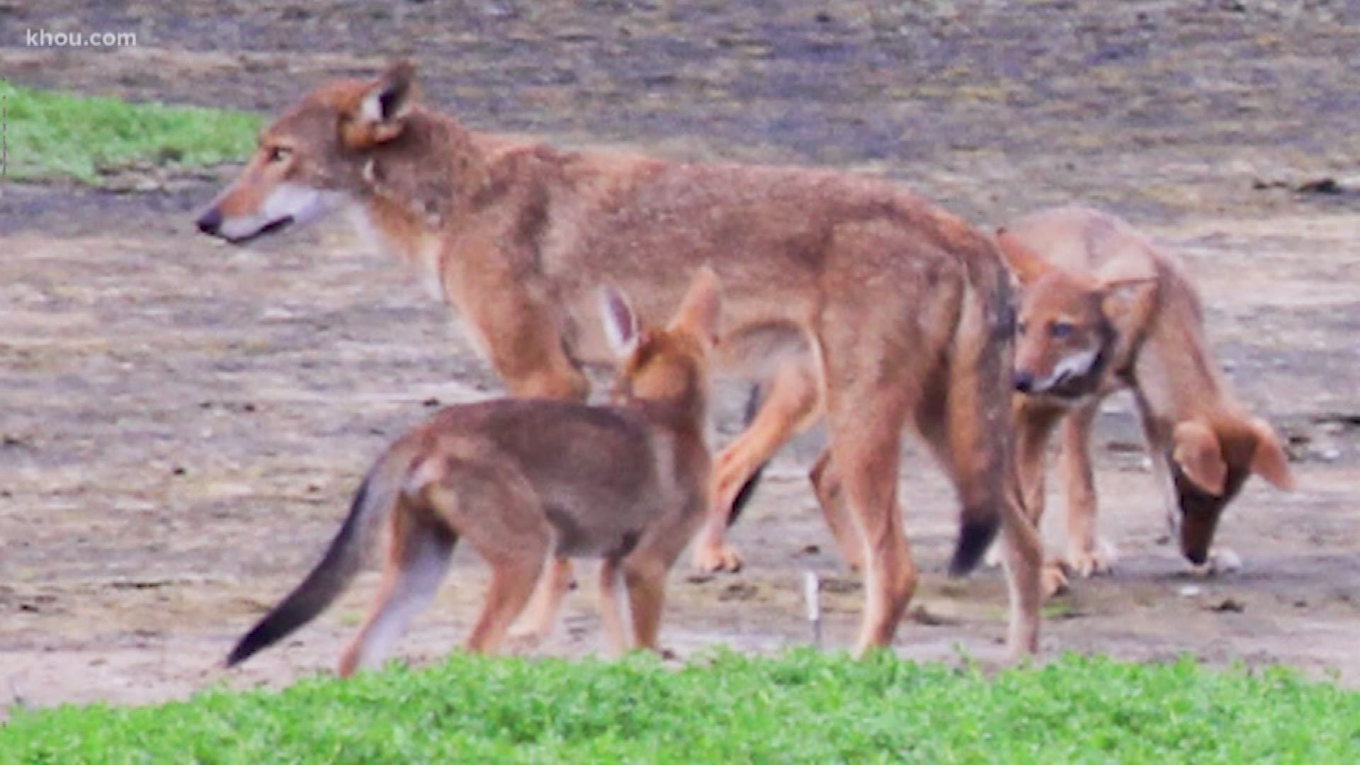 Researchers say a pack of wild canines found frolicking near the beaches of the Texas Gulf Coast carries a substantial amount of red wolf genes, a surprising discovery because the animal was declared extinct in the wild nearly 40 years ago.
