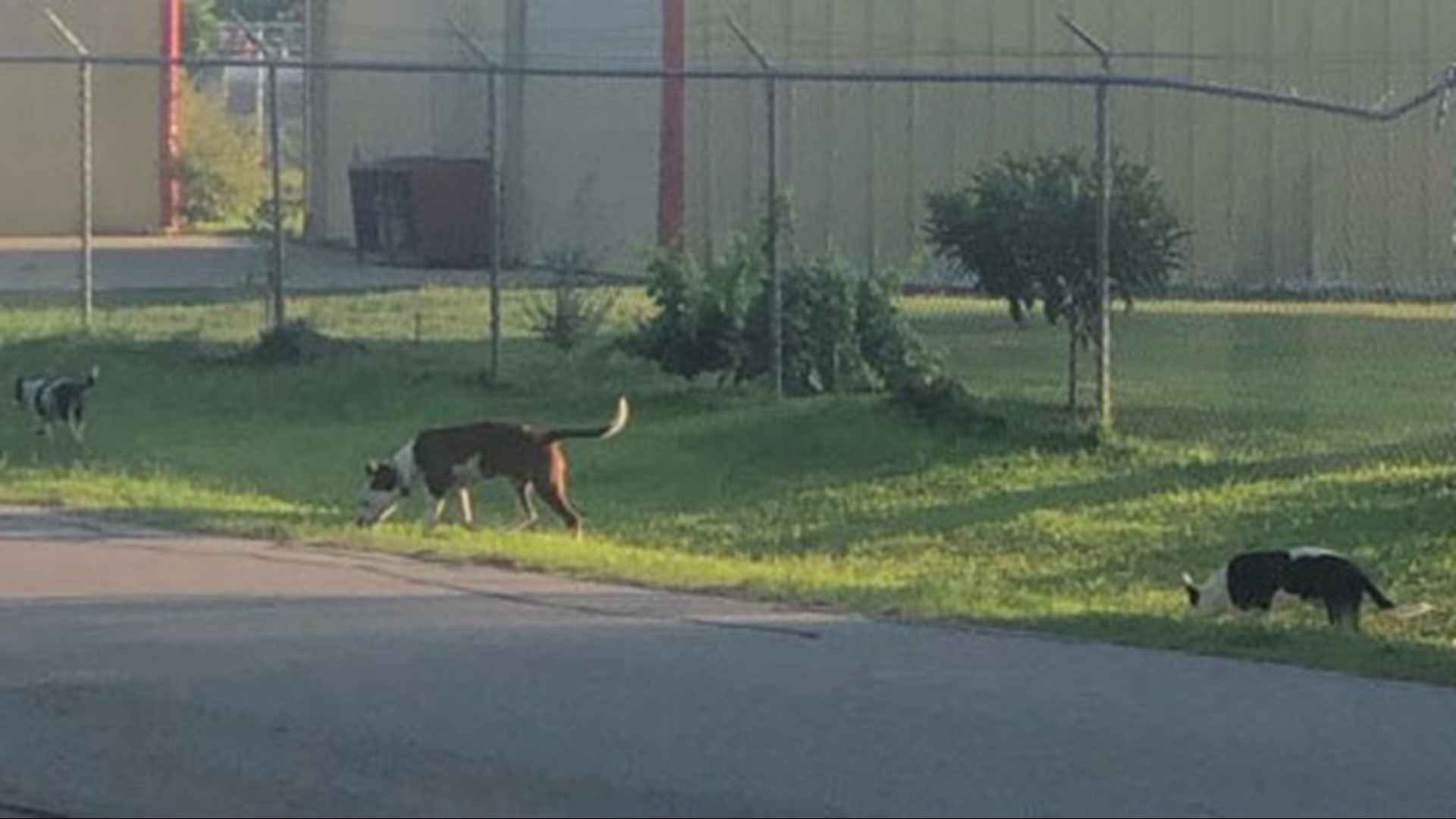 FBCSO: All 7 dogs involved in deadly attack now in custody | kvue.com