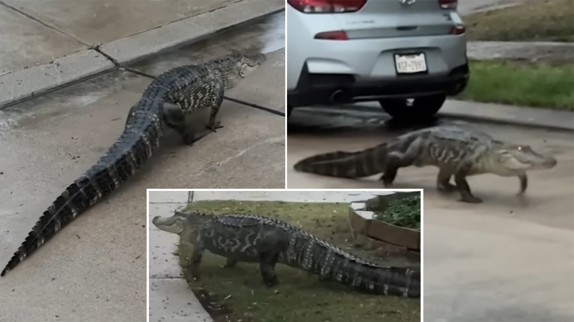 Gator sighting in southeast Texas neighborhood: Experts urge caution and distance