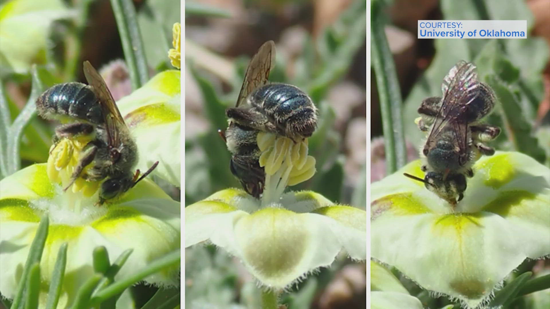 Co-author John Neff had been collecting specimens of this bee in Texas for several years before confirming its unique position in the Andrena genealogy.