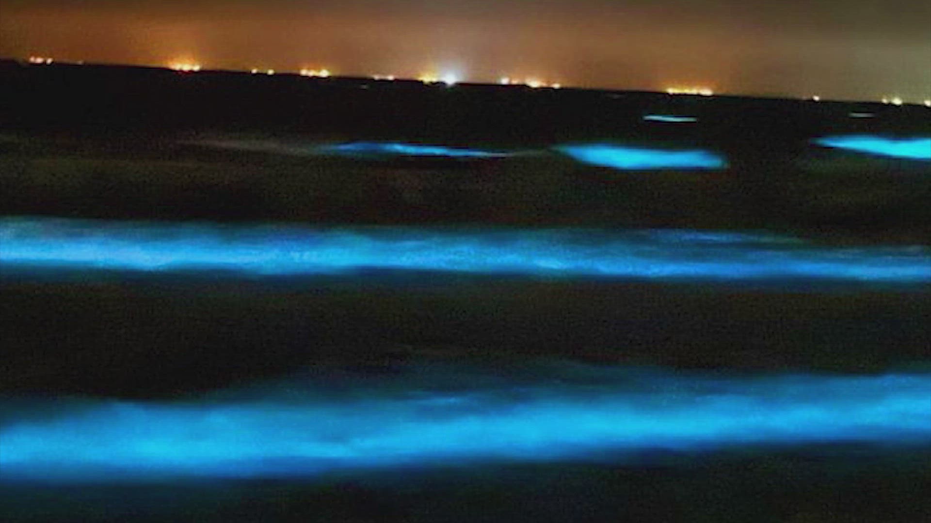 The organisms have a chemical reaction that releases energy in the form of light, causing the blue glow in the water.