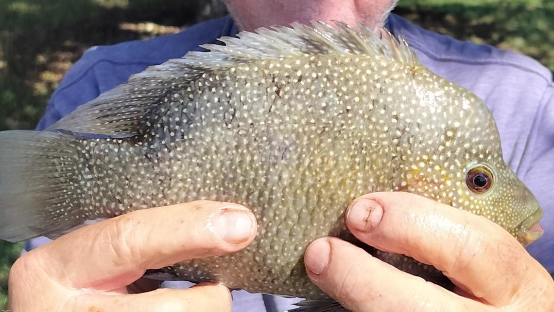 Texas fishermen make a splash with record-breaking catches in 2025