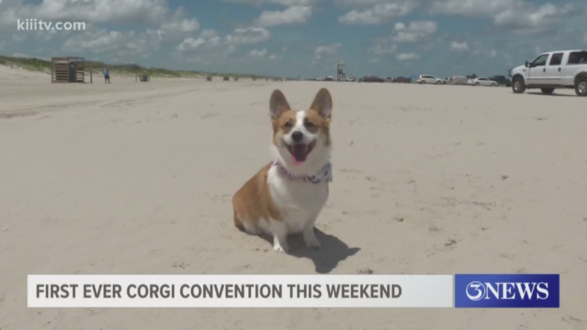 Coastal Bend residents can enjoy the convention even if they do not own a corgi.