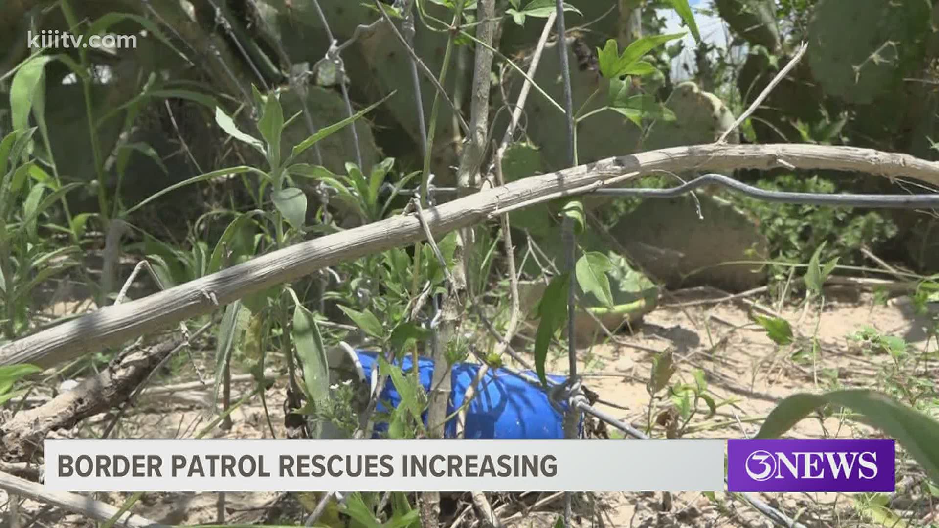 Rescues in the Texas brush country have been on the increase.