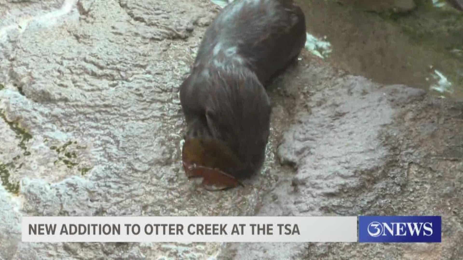 There's a new addition to the Otter Creek Exhibit at the TSA.