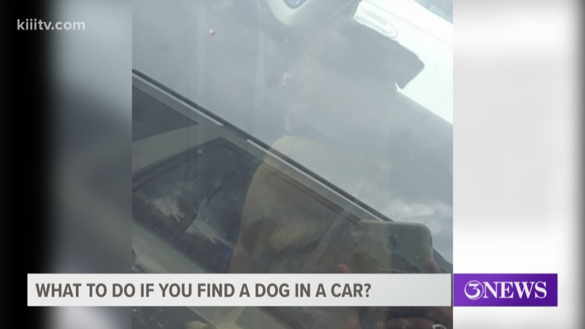 A Coastal Bend woman recently came across a dog left in a parked vehicle during the heat of the day and asked 3News to verify if someone would face any legal problems if they ended up breaking a vehicle window to rescue a pet.