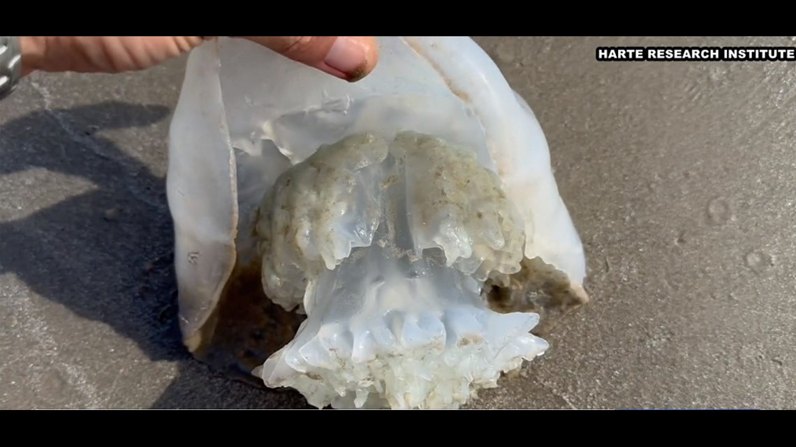 Large bloom of cabbagehead jellyfish wash up on Prt Aransas shore