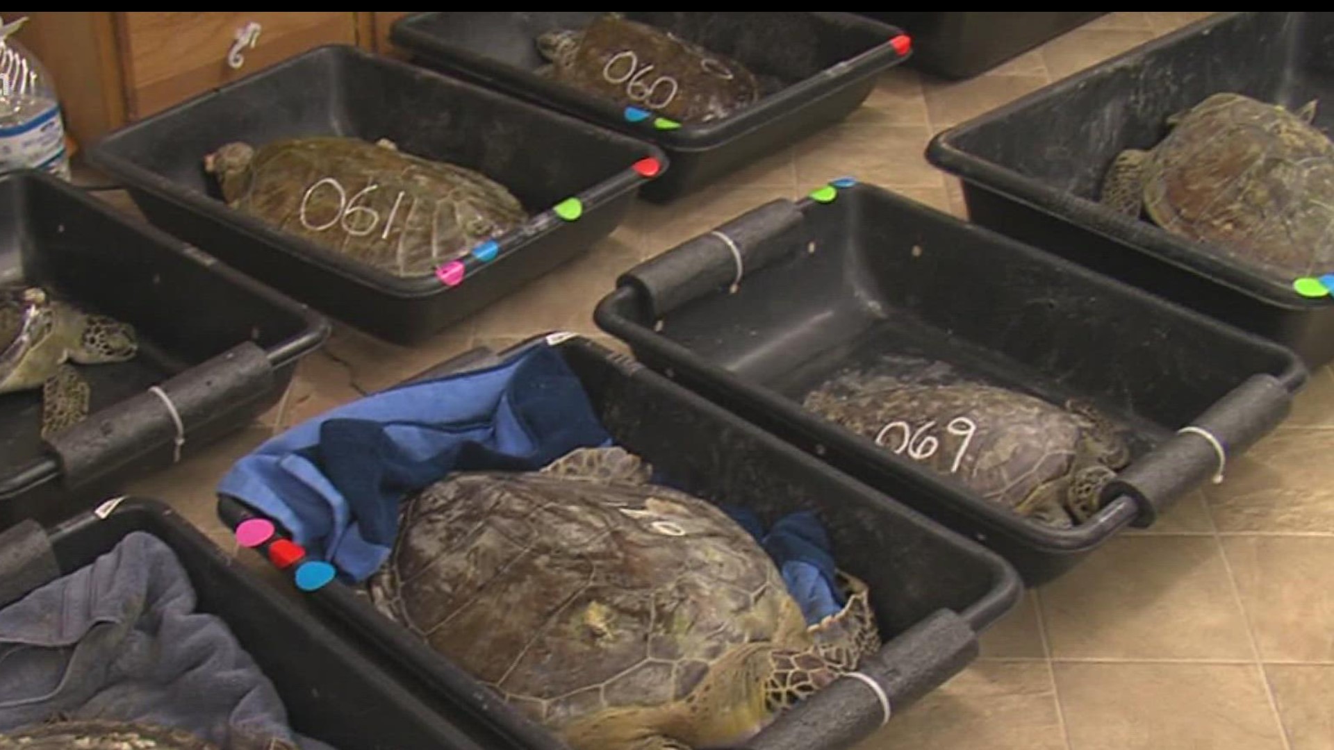Ongoing efforts to protect cold stunned sea turtles | kvue.com