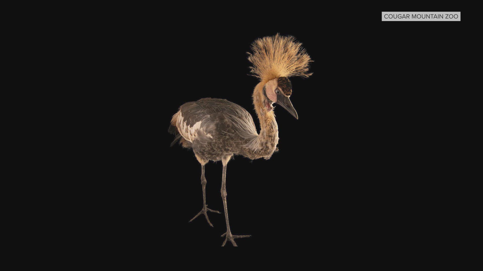 Anyone who sees the crane is asked to keep their distance and contact the zoo.