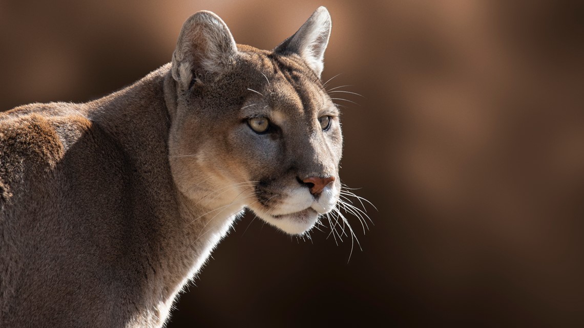 Cougar attacks group of mountain bikers, injures woman near Snoqualmie - Vimarsana News