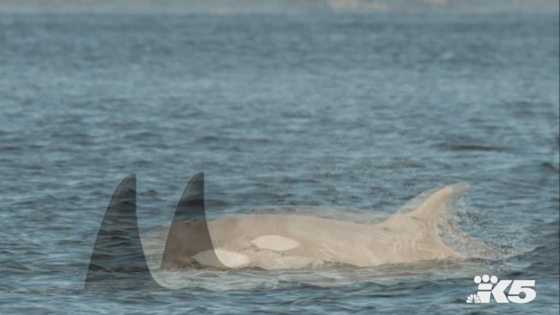 Nearly 40 transient killer whales and about 20 Southern Resident orcas were spotted in Washington waters this weekend. Credit: Jeff Friedman, Maya's Legacy