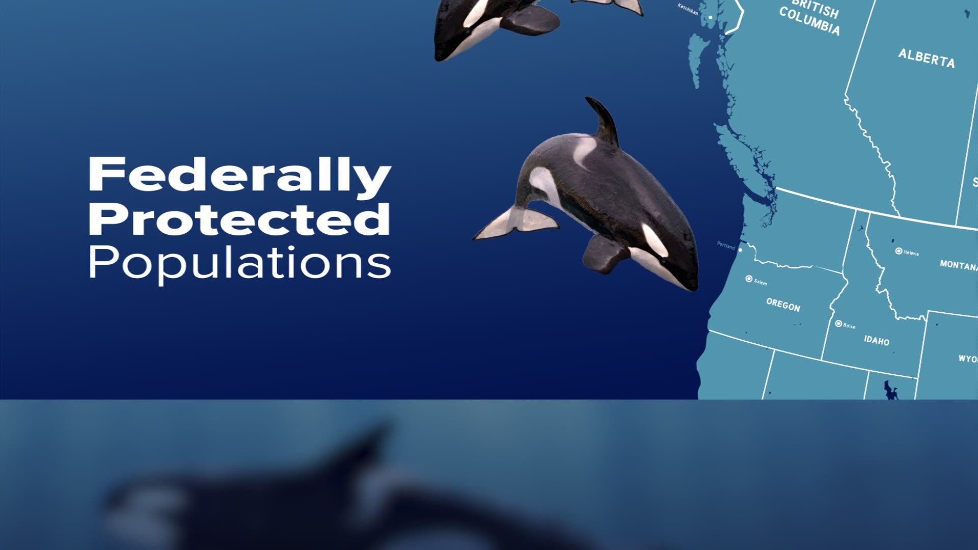 There are just 73 Southern Resident killer whales left in the wild as of August 2019. Three more orcas were declared dead by the Center for Whale Research on August 6. The orca population has dwindled in recent years based on several factors: boat noise, reduced food supply, and contaminants in the water.