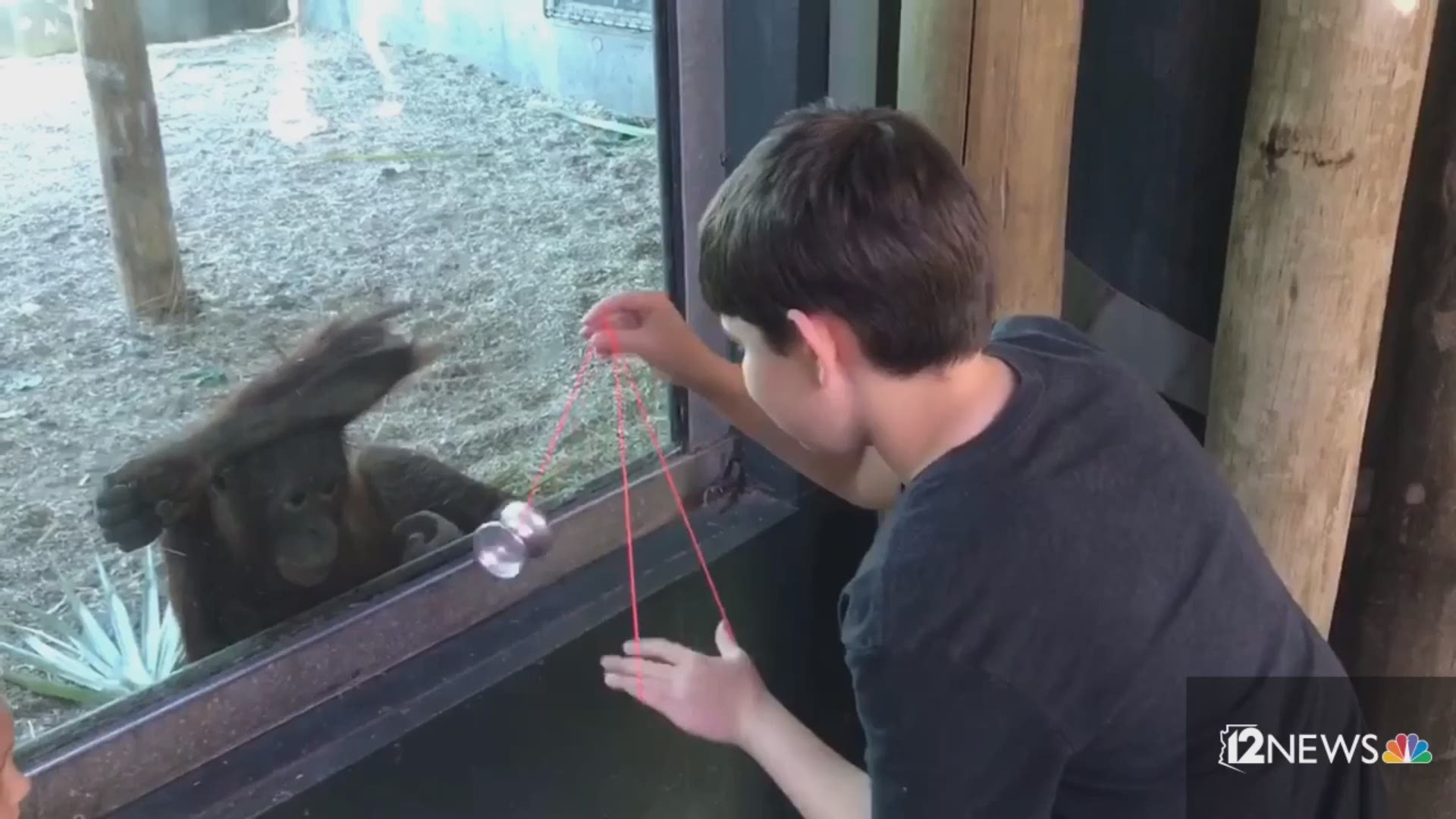Three-time state yo-yo champ Hunter Feuerstein amazed a baby orangutan at Phoenix Zoo with his skills.