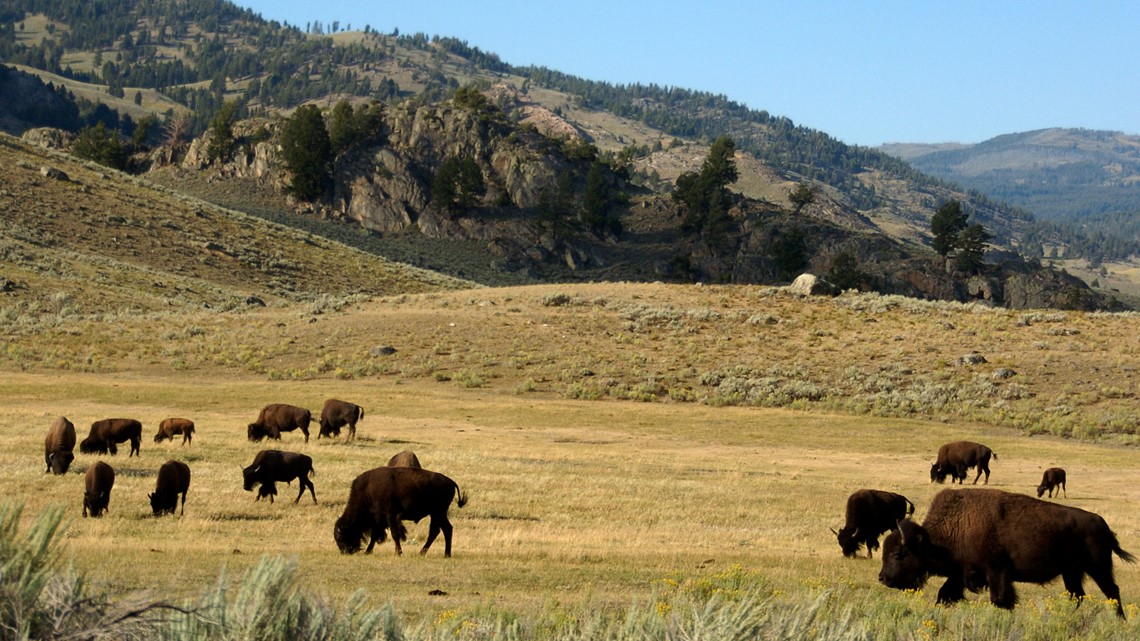 Another person gored by bison at Yellowstone - Vimarsana News