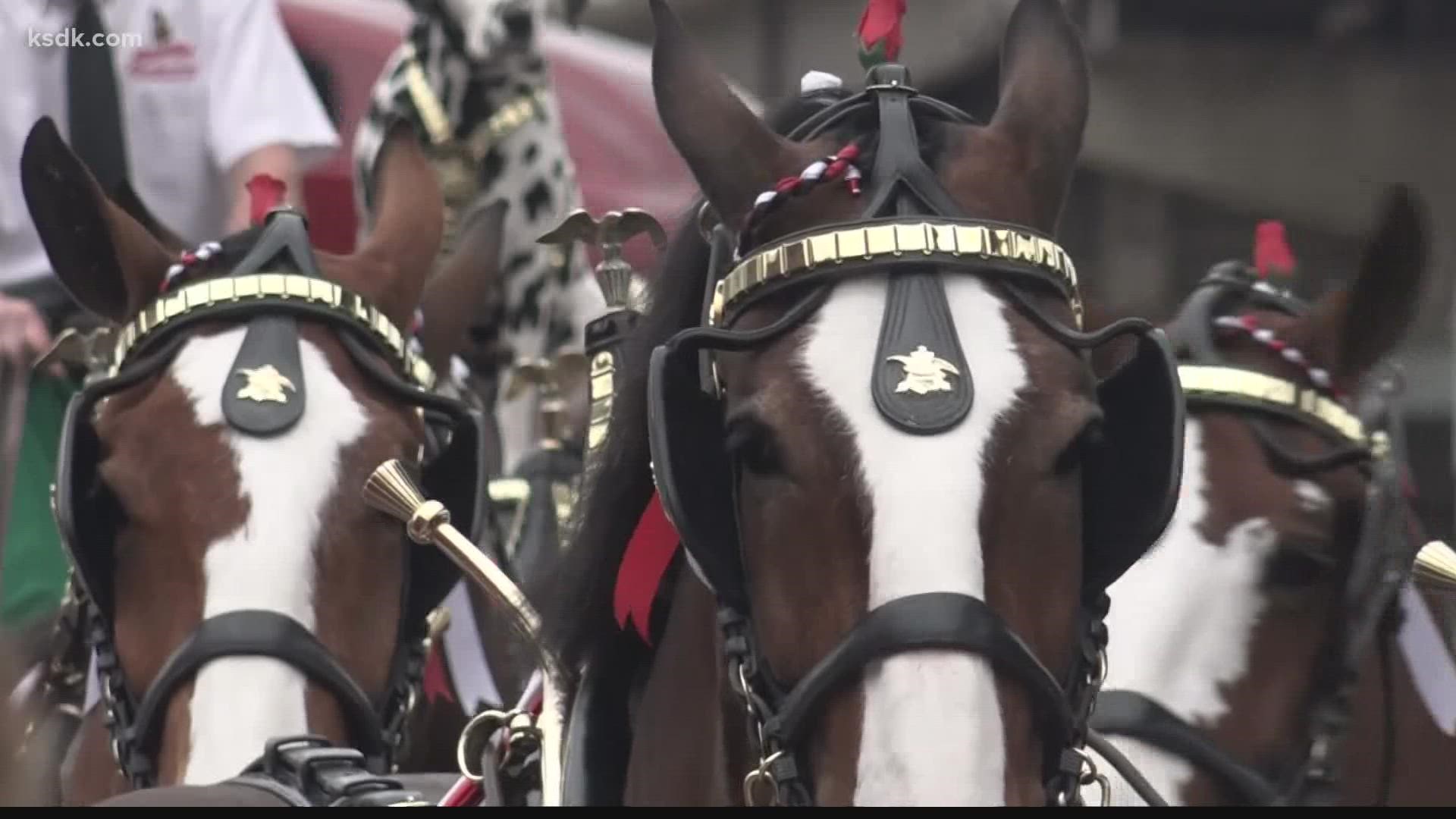 "It's always exciting to hear how excited people are for the Clydesdales,” handler Lauren Lambeth said. “The minute we step into that stadium, everyone screams."