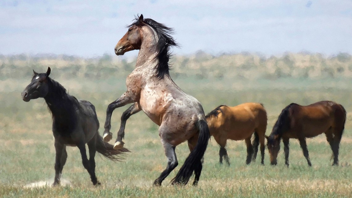 BLM hosts wild horse and burro adoption event in Giddings, Texas