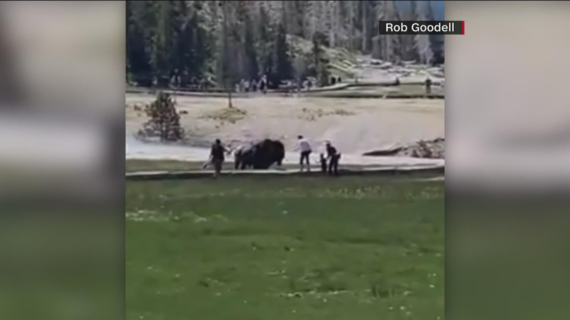 A 34-year-old man was walking on a boardwalk when a bull bison charged the group.