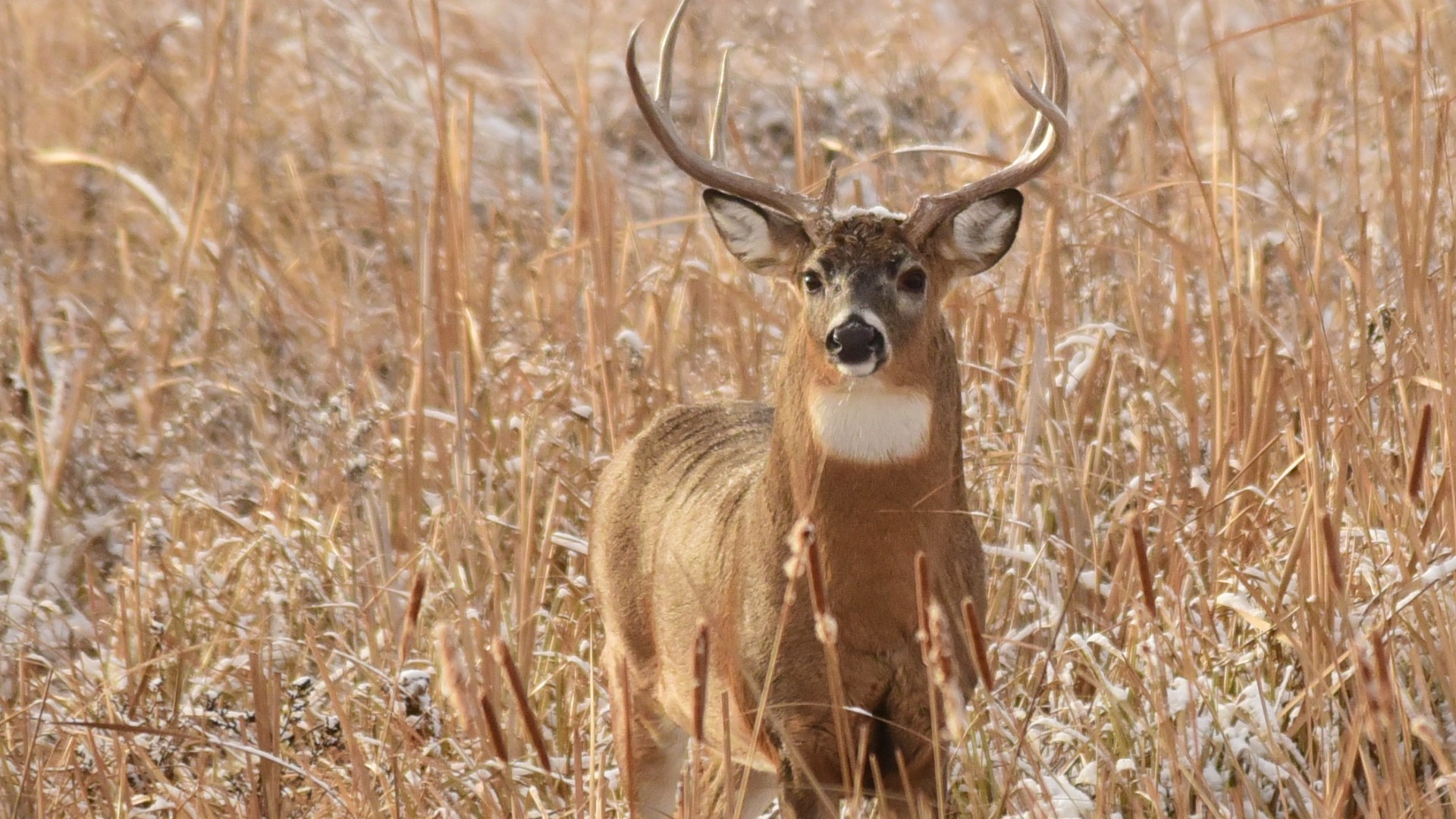 The Texas Parks and Wildlife Department said rainfall in the spring allowed for excellent habitat and food growth for white-tailed deer.