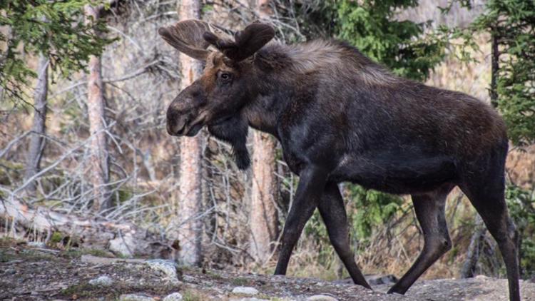 Moose attacked hunter after he tries to shoot it with arrow